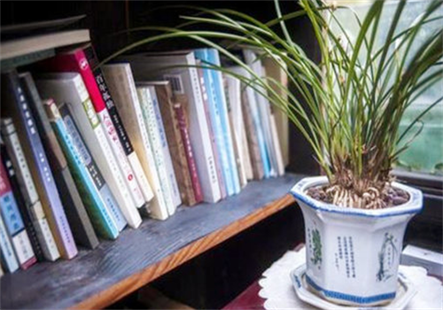 书房放什么植物风水好 书房适合摆放什么植物
