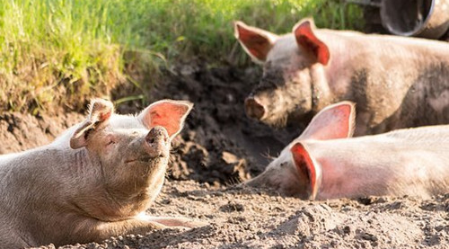 2023年属猪的全年运势 2023年猪人运势及运程